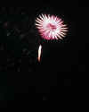 RedWhiteFlower.jpg (45287 bytes)